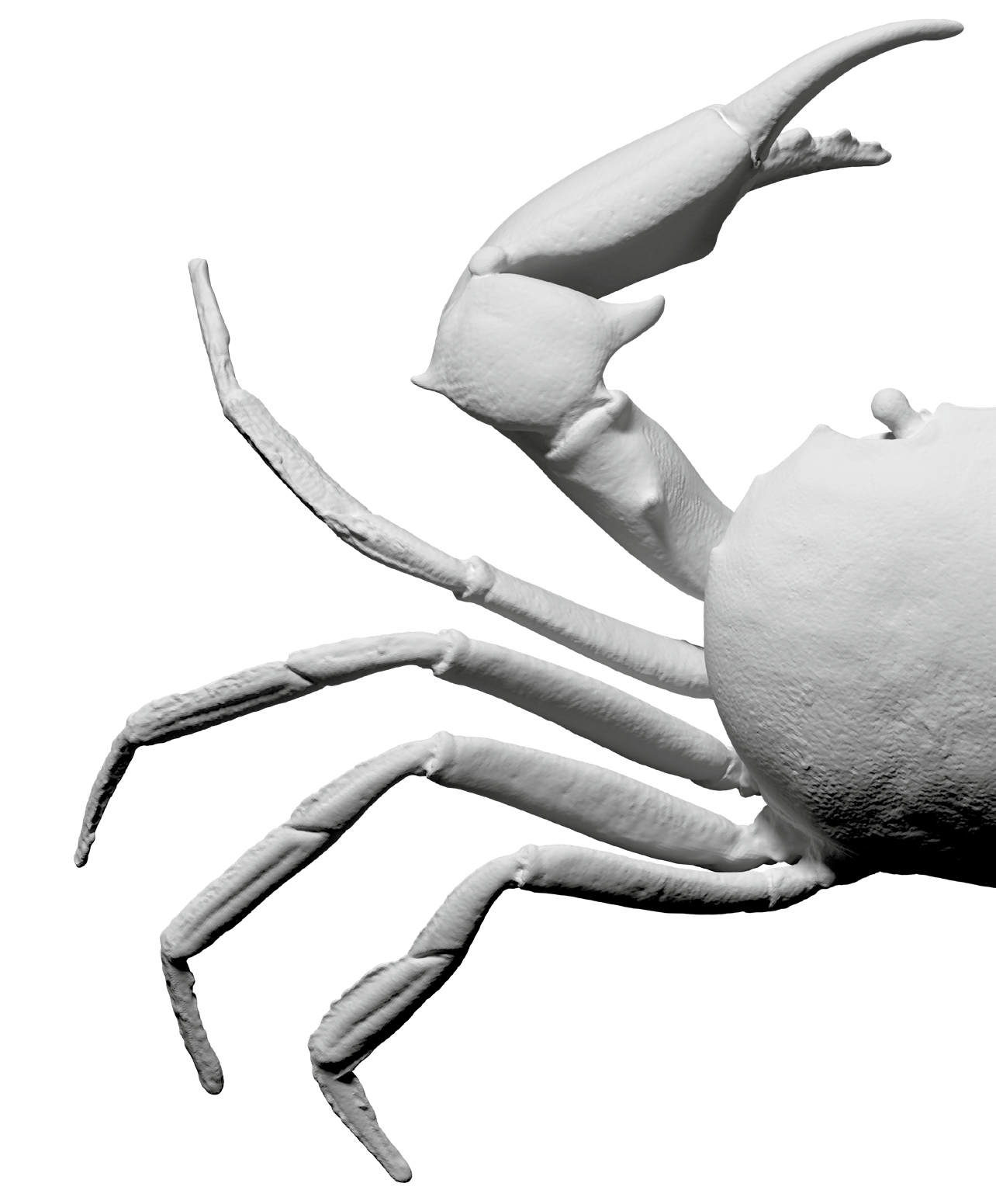 Carcinoplax Suruguensis Dimensions: 12.2 × 18.2 × 4.2 cm Scanned: 2016 Scanner: Artec Spider